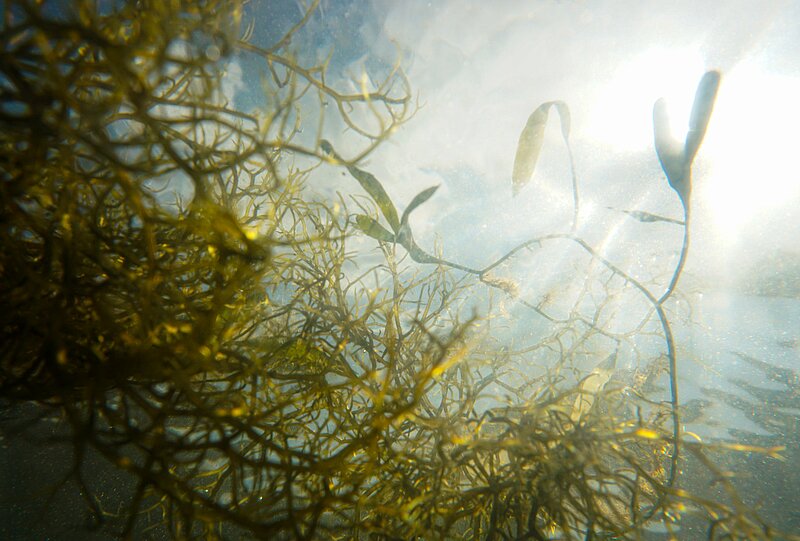 Akvakultūra nav tikai zivis. Aļģes un aprites ekonomika